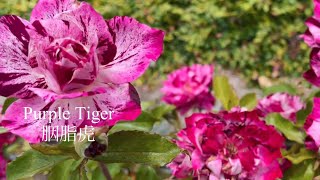 Berkeley Rose Garden：Purple Tiger、Love Song and more；伯克利月季园：胭脂虎、情歌、北极蓝、海王星、梅杨小姐、海潮之声、美人丽芙、铆钉女工萝西等等