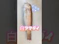 白甘鯛【刺身用捌き】アマダイの三枚おろしコツ #アマダイ捌き #アマダイ刺身 #白甘鯛