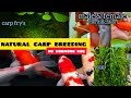 koi carp breeding malayalam|koi fish breeding malayalam|carp fish breeding without hormone injection