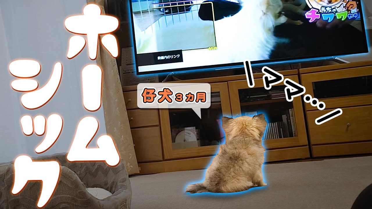 うちから巣立った仔犬の行動に涙が止まりません😭😭😭