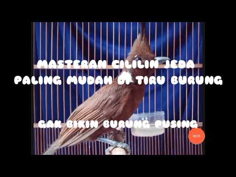 Suara masteran burung CILILIN yang mudah di hafal burung | MURAI BATU , KACER , CUCAK IJO
