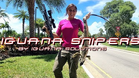 Iguana Snipers: taking iguanas all summer with the PCP air rifle