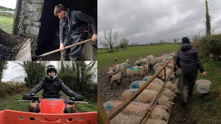 Easter holidays on the farm!!! Lambs, calves, getting jobs done