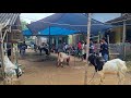 MORNING ATMOSPHERE OF EID AL ADHA SACRIFICIAL FESTIVAL 2026 IN THE VILLAGE 