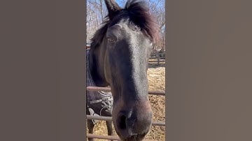 Thumbnail of Morgan Wallen - Cowgirls ft. Ernest ( and a horse with a mustache ) #shorts #funny #horse