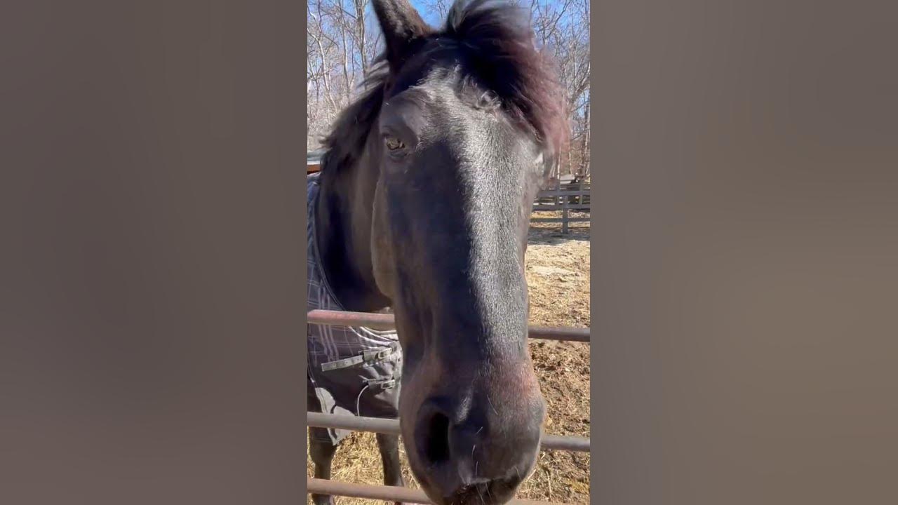 Morgan Wallen - Cowgirls ft. Ernest ( and a horse with a mustache ) #shorts #funny #horse