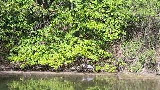 Graureiher #vögel #grayheron #birds #graureiher #wildlife #birds #teich #wasser #video #sucht