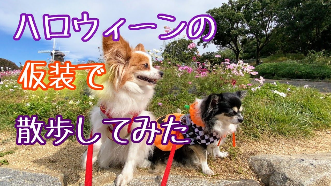 ハロウィーンの仮装で散歩するチワワとパピヨン[元保護犬チワワ