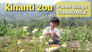 Panen Bunga Chamomile