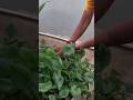 organic chukkakura #viral #chukkakura#garden