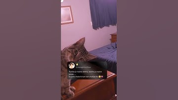whatsApp status#shorts #story #instagram #viral #qoutes#cutecate #cat