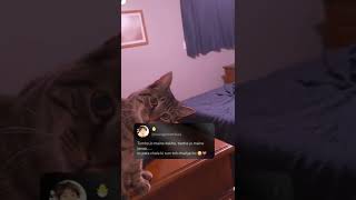 Whatsapp Statusshorts story instagram viral qoutescutecate cat