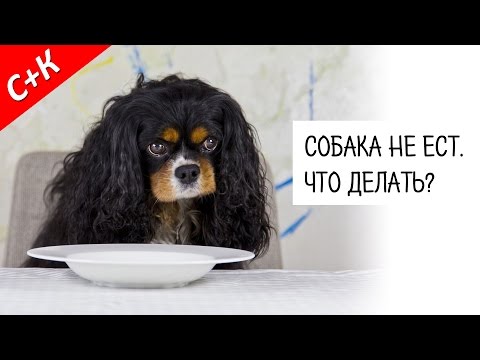 Собака не ест. Что делать?