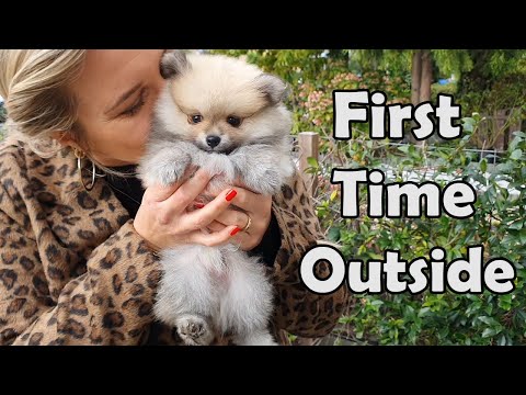 Video: 8 Syytä Ostaa Pomeranian