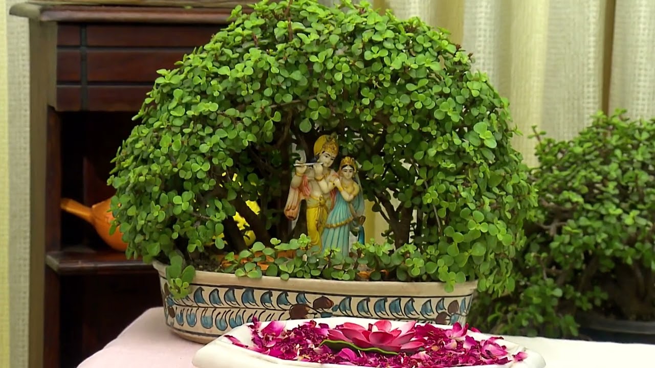 Chhat Par Bagwani | छत पर बागवानी | Promo | April 04, 2024