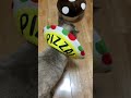 ついてくるエリまき猫