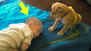 This Baby Fell Asleep. What The Family Dog Did Next is Hard to Believe!