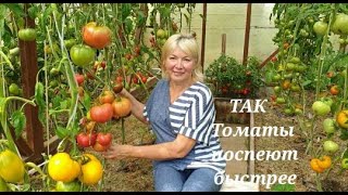 Магазин для ДАЧНИКОВ.ТОМАТЫ созреют быстрее.СЕКРЕТЫ ПОЛИВА от мужа.Боялась- все рухнет ОПУСТИЛ баню