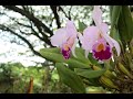 Orquideas - La Montaña