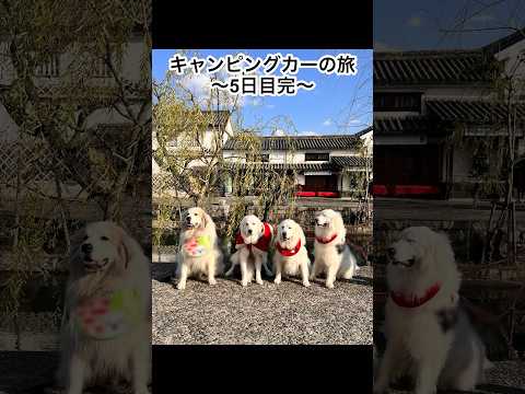 【5日目】グレートピレニーズと11日間のキャンピングカーの旅 #グレートピレニーズ #greatpyrenees #doglife #大型犬 #shorts