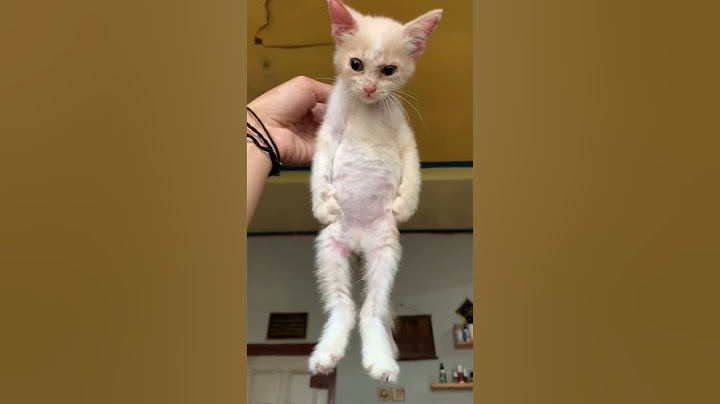 Gegara kandang😸😸 #kucing #kucingimut #kucinglucu #kitten #catlover #cat #rescuecat