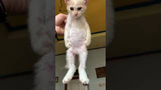 Gegara kandang😸😸 #kucing #kucingimut #kucinglucu #kitten #catlover #cat #rescuecat screenshot 5