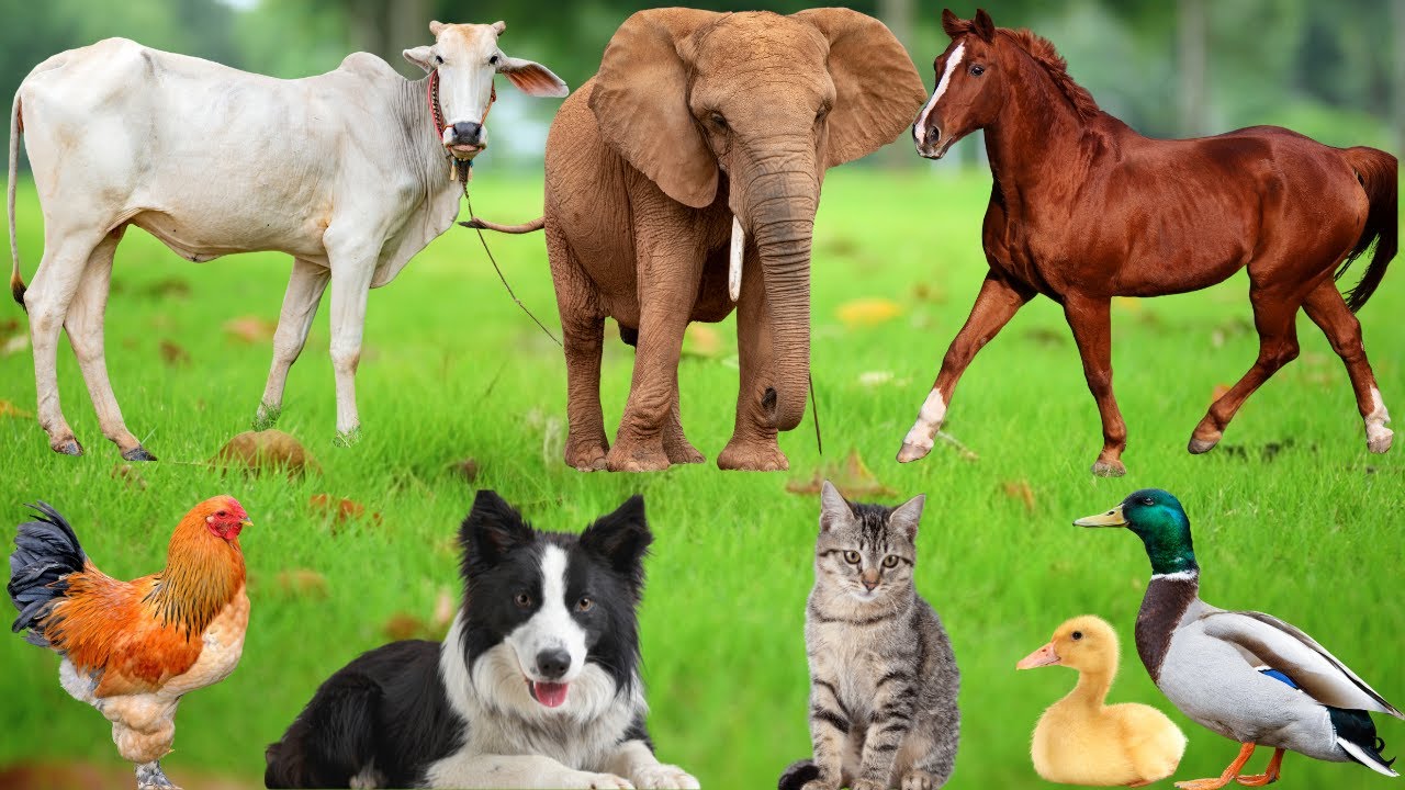 ⁣Happy Farm Animals: Dog, Sheep, Chicken, Pig, Goat, Duck, Cat, Cow, Rabbit, Mouse – Animal Video