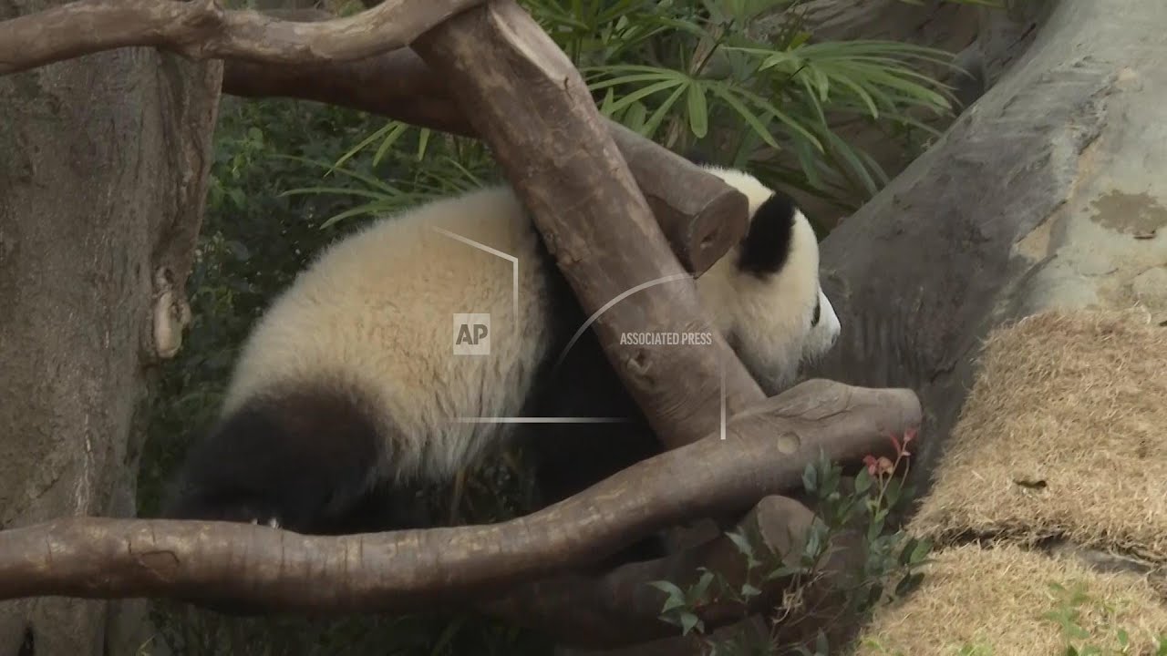 Hong Kong's baby pandas finally get names. Meet Jia Jia and De De