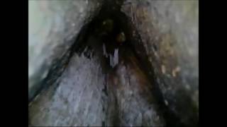 Brown long-eared bat in Beech during September