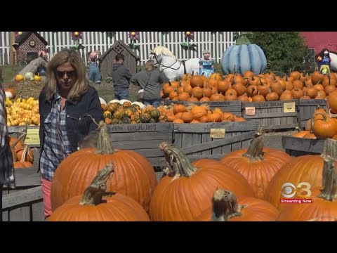 Video: Linvilla Orchards: täielik juhend