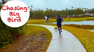 Bulldog Rocky chases big birds ... for a reason. @RockyTheBulldog-Feb14 by RockyTheBulldog 187 views 1 month ago 5 minutes, 49 seconds