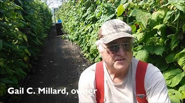 Raspberry High Tunnel