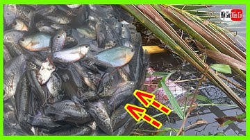 Mồi Đặt Cá Sặc Mới Nhất, Dở Lên Hết Hồn Đầy Lờ, fish trap / Một Góc Miền Tây