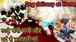 ShihTzu female dog delivery at home | full process | how to puppy delivery at home | #dogdelivery