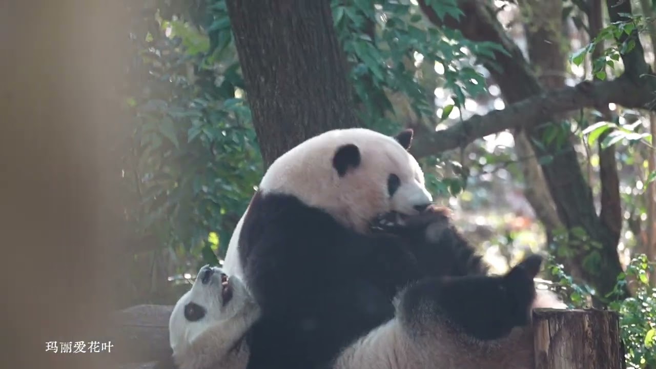 12月7日下午，和花和叶两姐妹互动太有意思了，花花血脉压制妹妹。