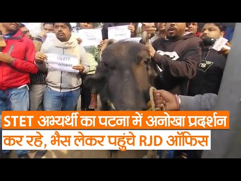 Bihar News : STET अभ्यर्थी का पटना में अनोखा प्रदर्शन कर रहे, भैस लेकर पहुंचे RJD ऑफिस