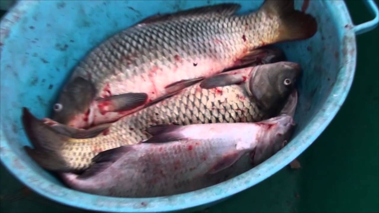 Видеоотчет о рыбалке на о.Колочном (Андрей Саченко, осень 2014) - YouTube