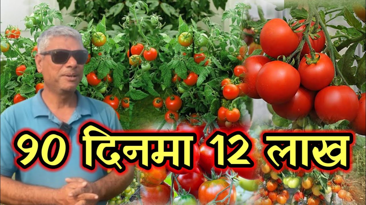 एक बोटमा 12 kg सम्म फल्छ अहिले 12 हजार बोट छन।