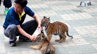 대구 달성공원 호랑이 Daegu Dalseongpark Baby Tiger
