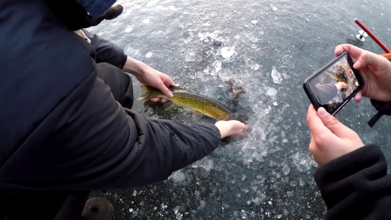 Big Pickerel Through Thin Ice! Ice Fishing with Tip ups YouTube