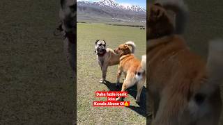 anadoluçobanköpeği alabai dog kangal malaklı dogs doglover animal akbaşçobanköpeği