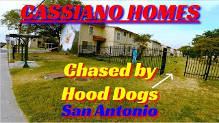 CHASED BY HOOD DOGS EXPLORING CASSIANO HOMES SAN ANTONIO (8/2022)