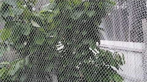 anti bird netting plastic catch bird netting suppliers control bird netting