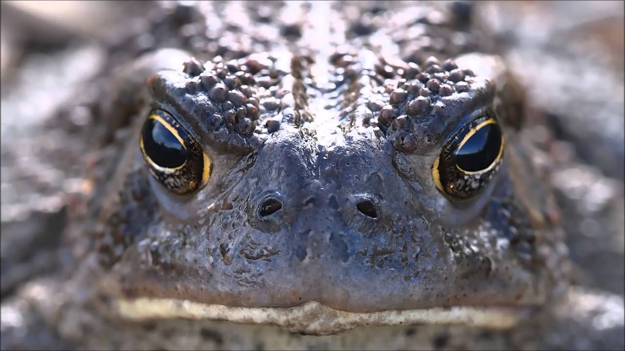 Funny Talking Animals COMPILATION FOR NEW YEAR 2016 Funny Talking Animals COMPILATION FOR NEW YEAR 2016