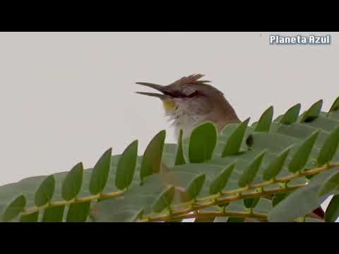 Bird singing freely in the wild, Certhiaxis cinnamomeus
