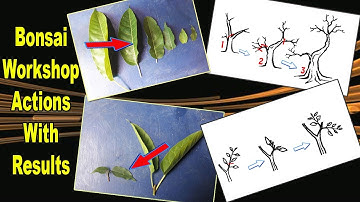 Bonsai Workshop on Reducing leaf size & Goal of pruning, Be the Creator, Jun.2018,