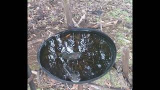 Variety of birds and animals enjoying Aussie bush bird-bath