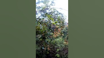 Cây Câu Đằng #shortl#trieuvantien#matngu