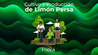 Cultivo y Producción de Limón Persa