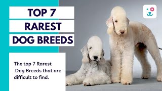 You won't 🔍FIND these RAREST 🐶 dog breeds anywhere. Top 7 Rare Dog breeds of 2022 | by Monkoodog 4,124 views 1 year ago 5 minutes, 51 seconds